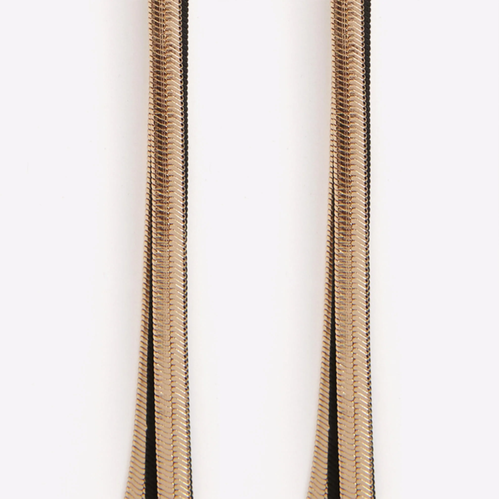 Lodicia - Image 4